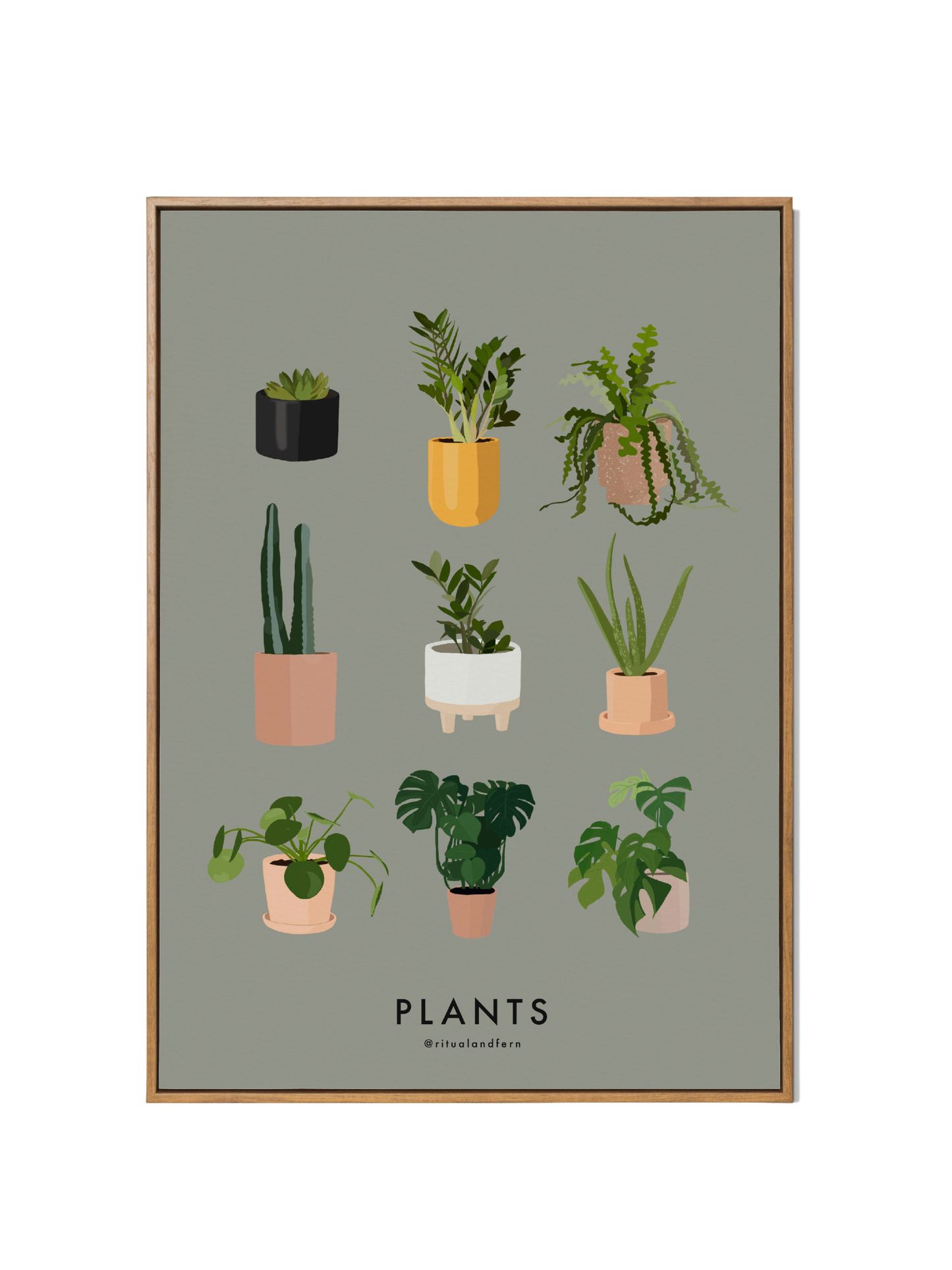 PLANT FAMILY