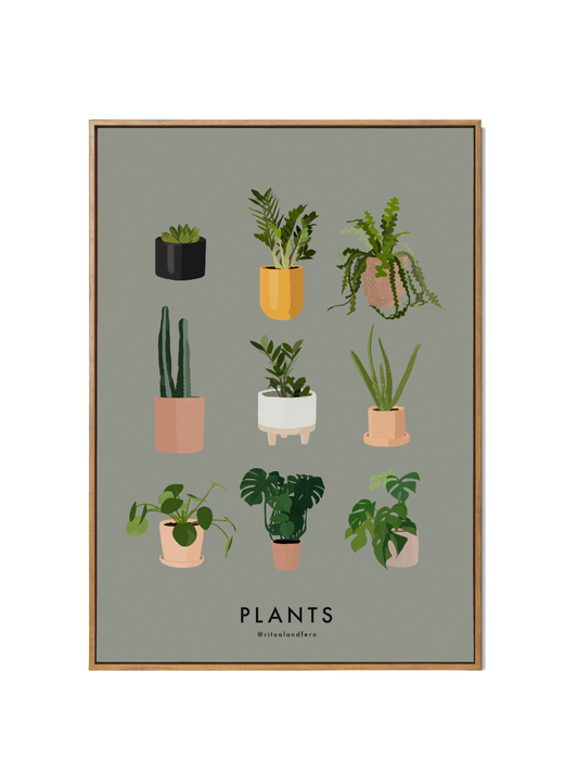 PLANT FAMILY