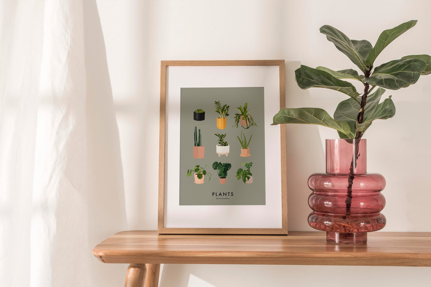 PLANT FAMILY